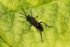 Macrophya annulata